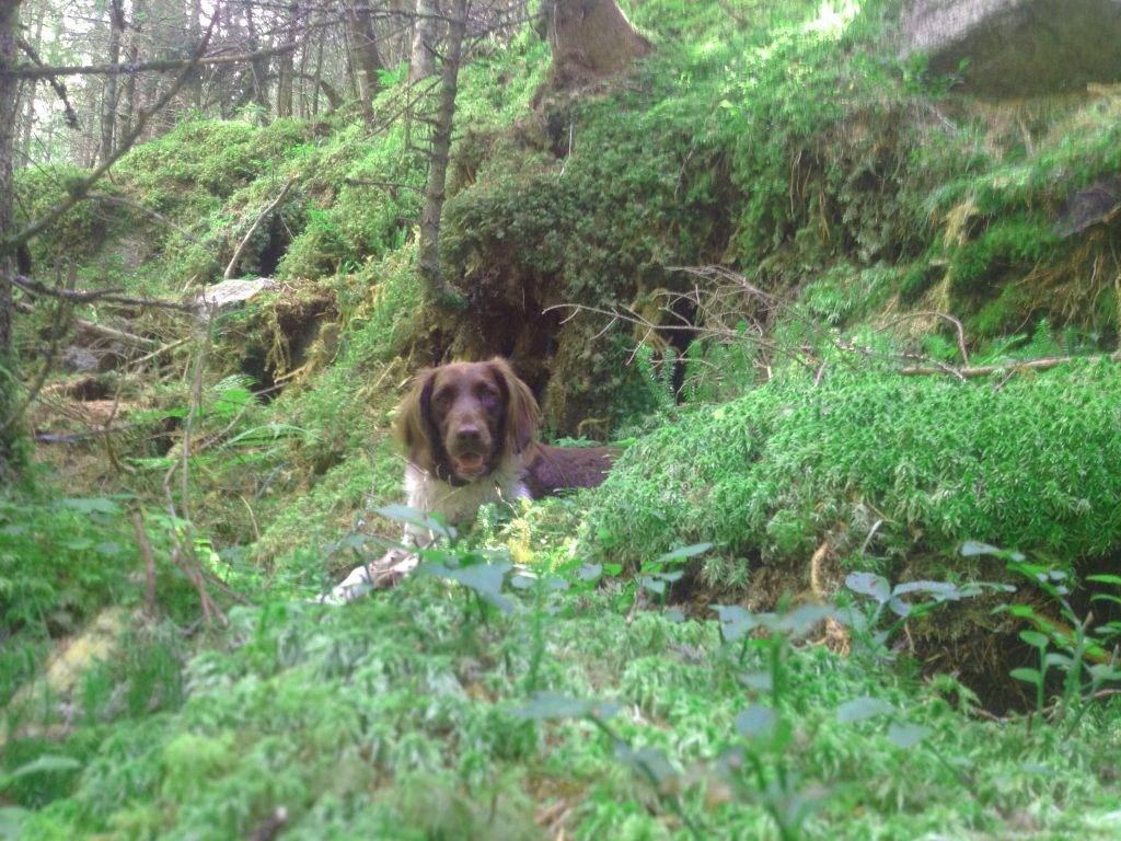 Hund auf dem Weg zum Reedsee