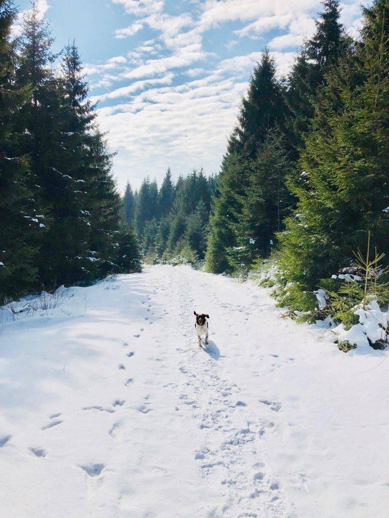 Hund im Harz im Schnee