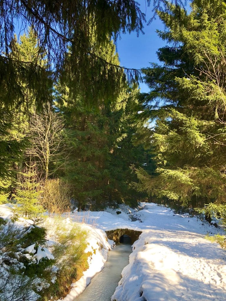 blauer himmel, grüne Bäume und viel Schnee im Harz