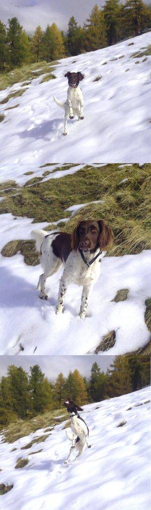 Hund spielt im Schnee