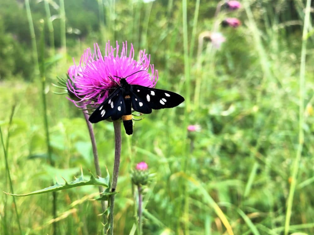 Schmertterling an Blume