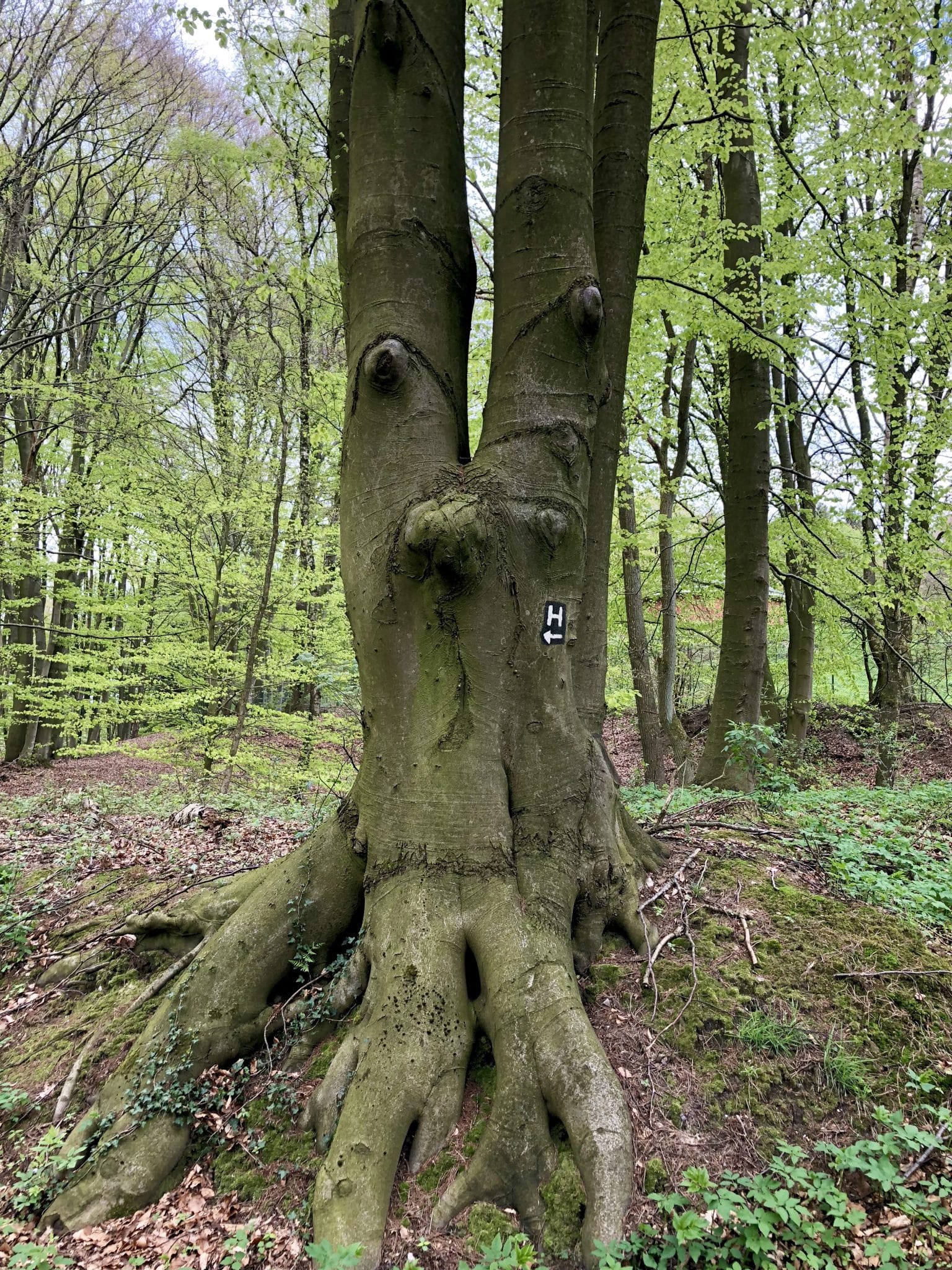 Seltsamer Baum am Heidschnuckenweg