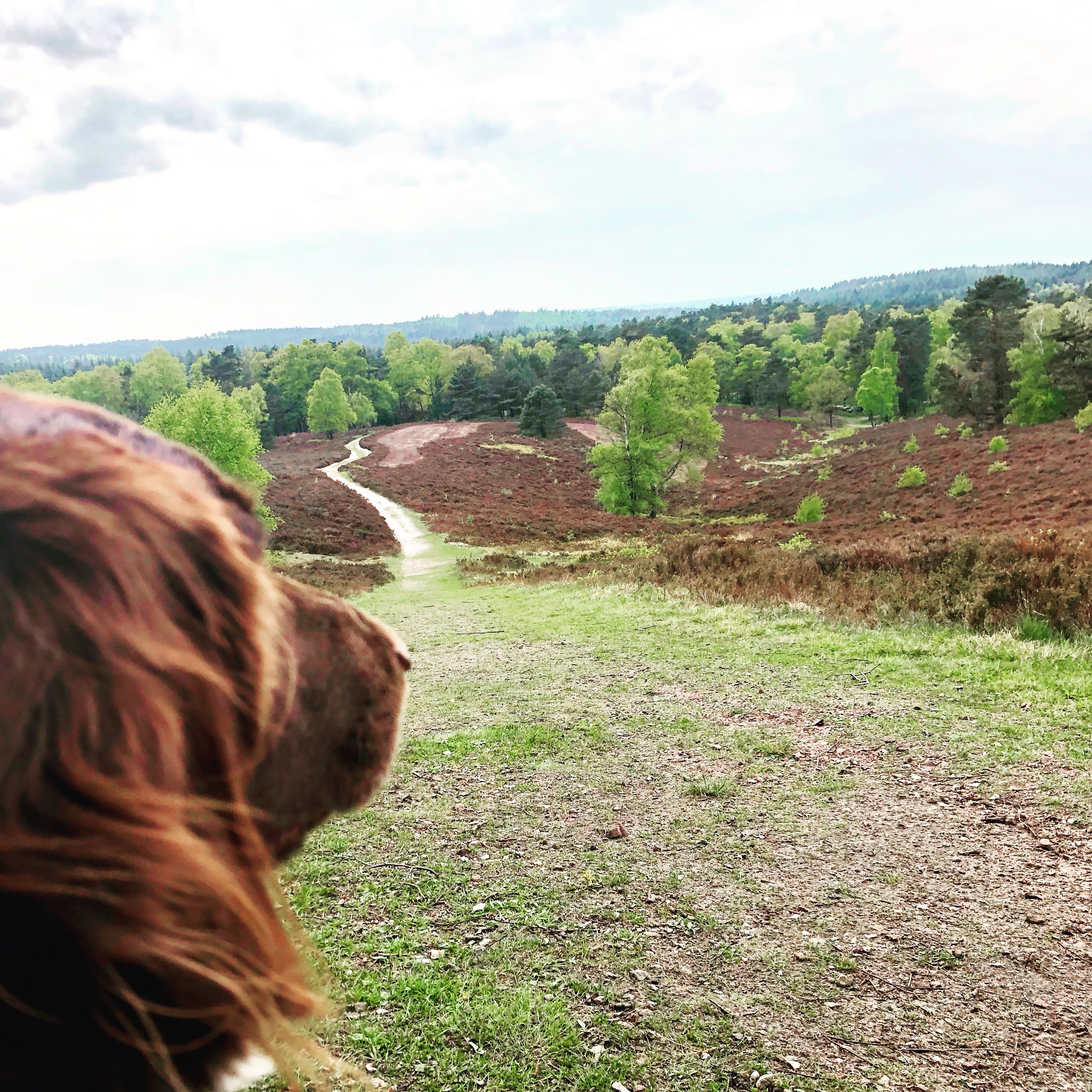 Hind blickt über die Heide am Brunsberg
