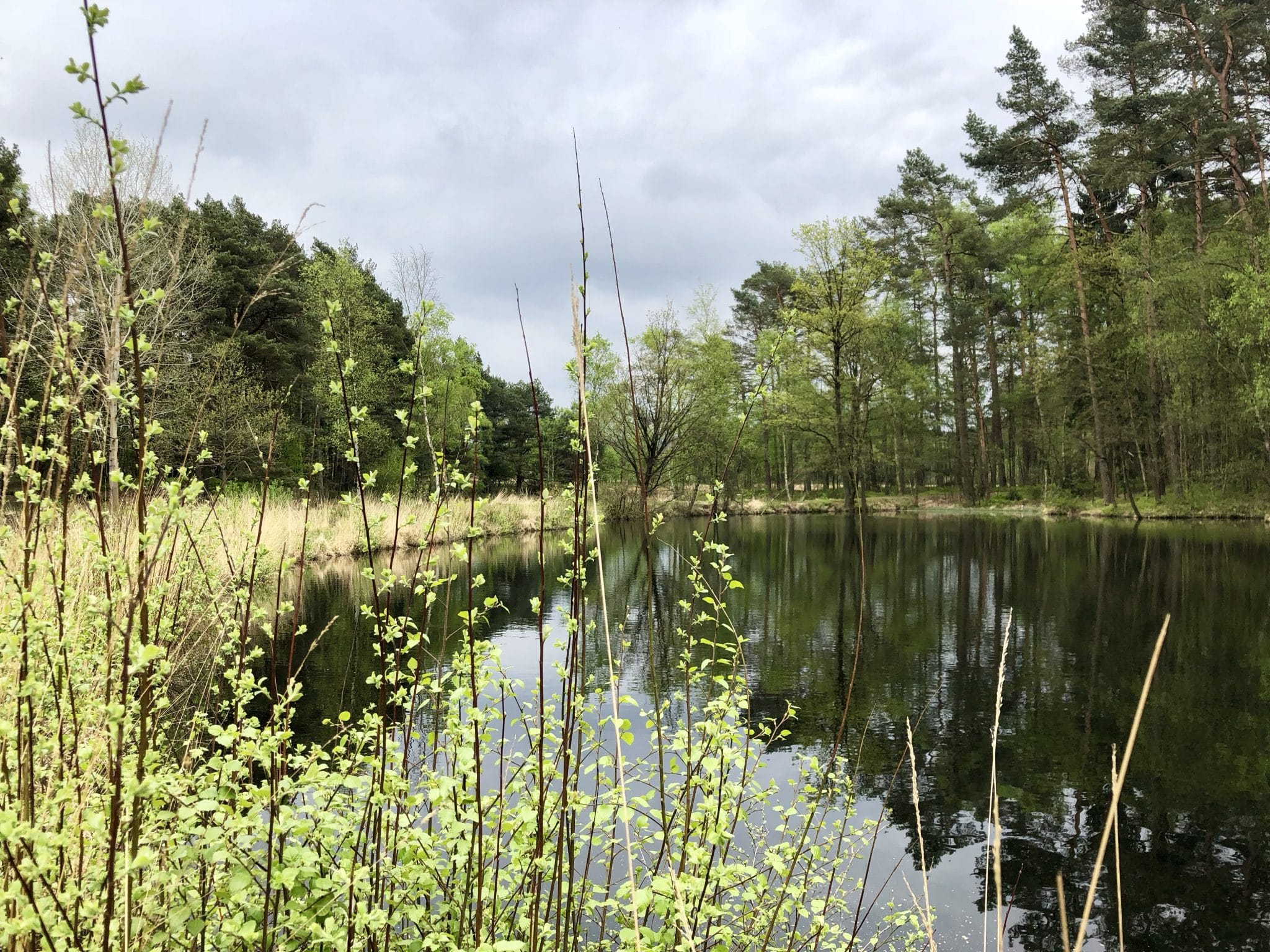 Teiche bei Wesel auf dem Heidschnuckenweg, Erfrischung für den Hund