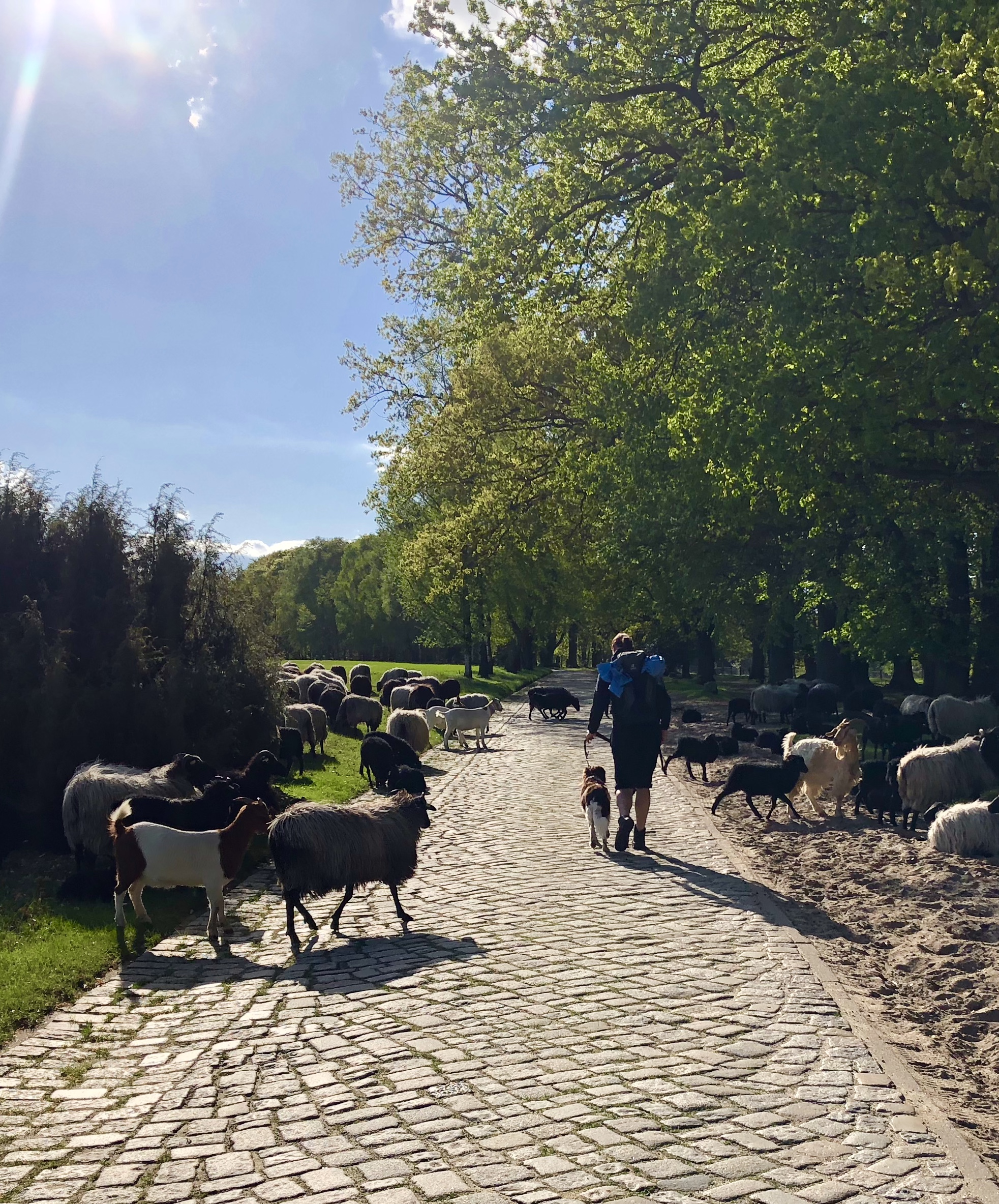 Wandern mit Hund durch Heidschnucken vor Wislede