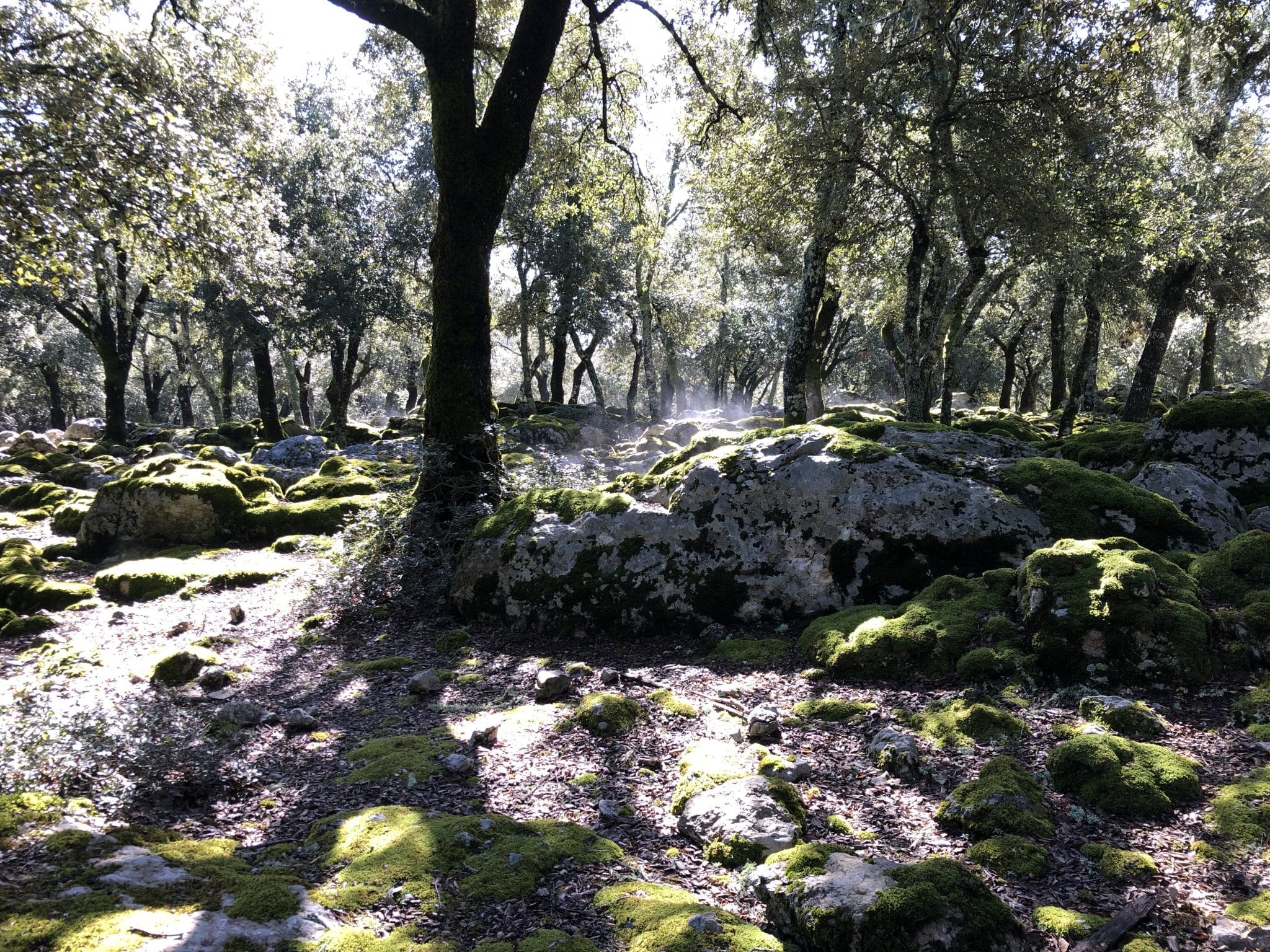 Steineichenwald mit Moos und Dunst auf Mallorca