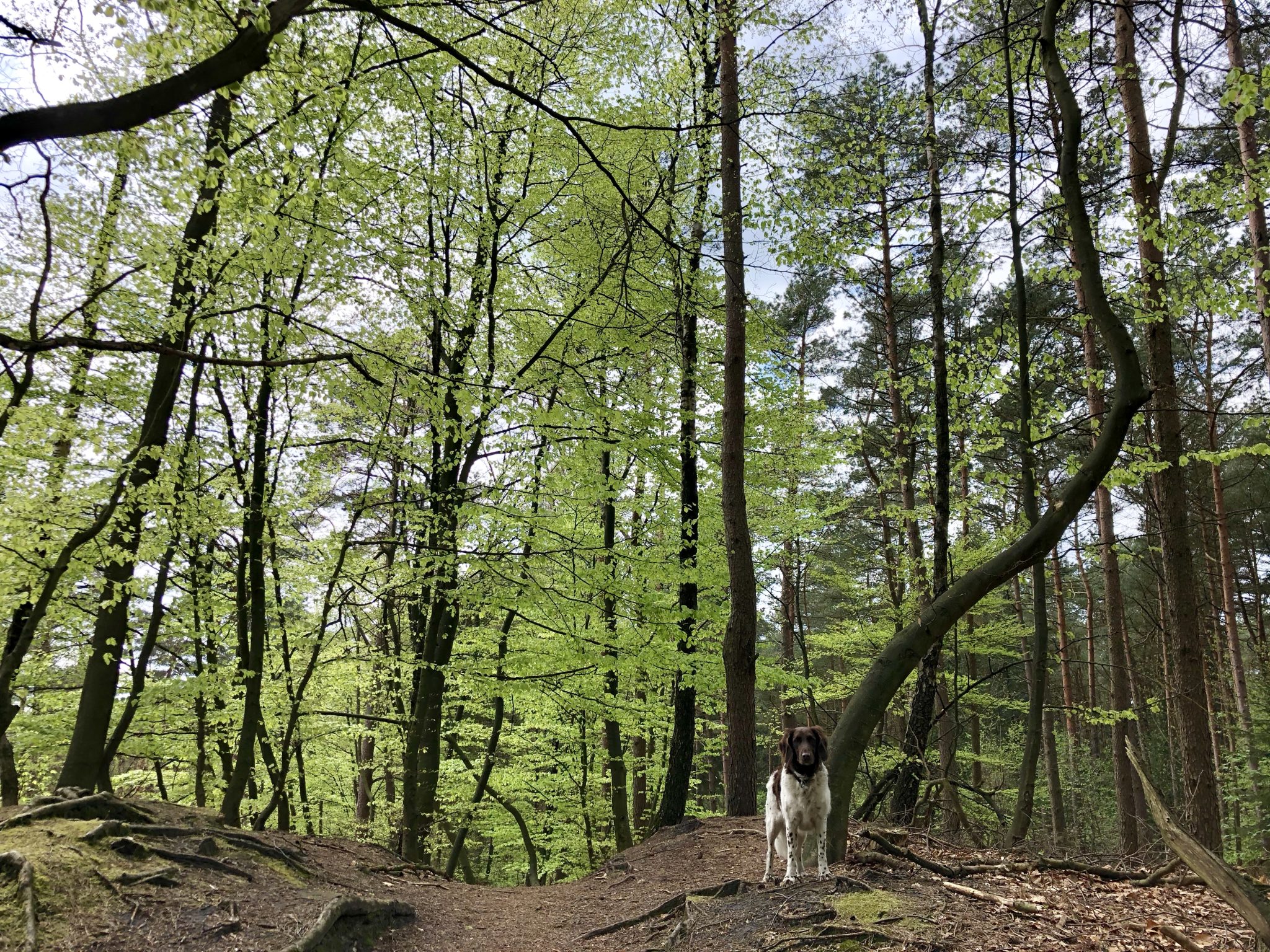 Heidschnuckenweg mit Hund wandern