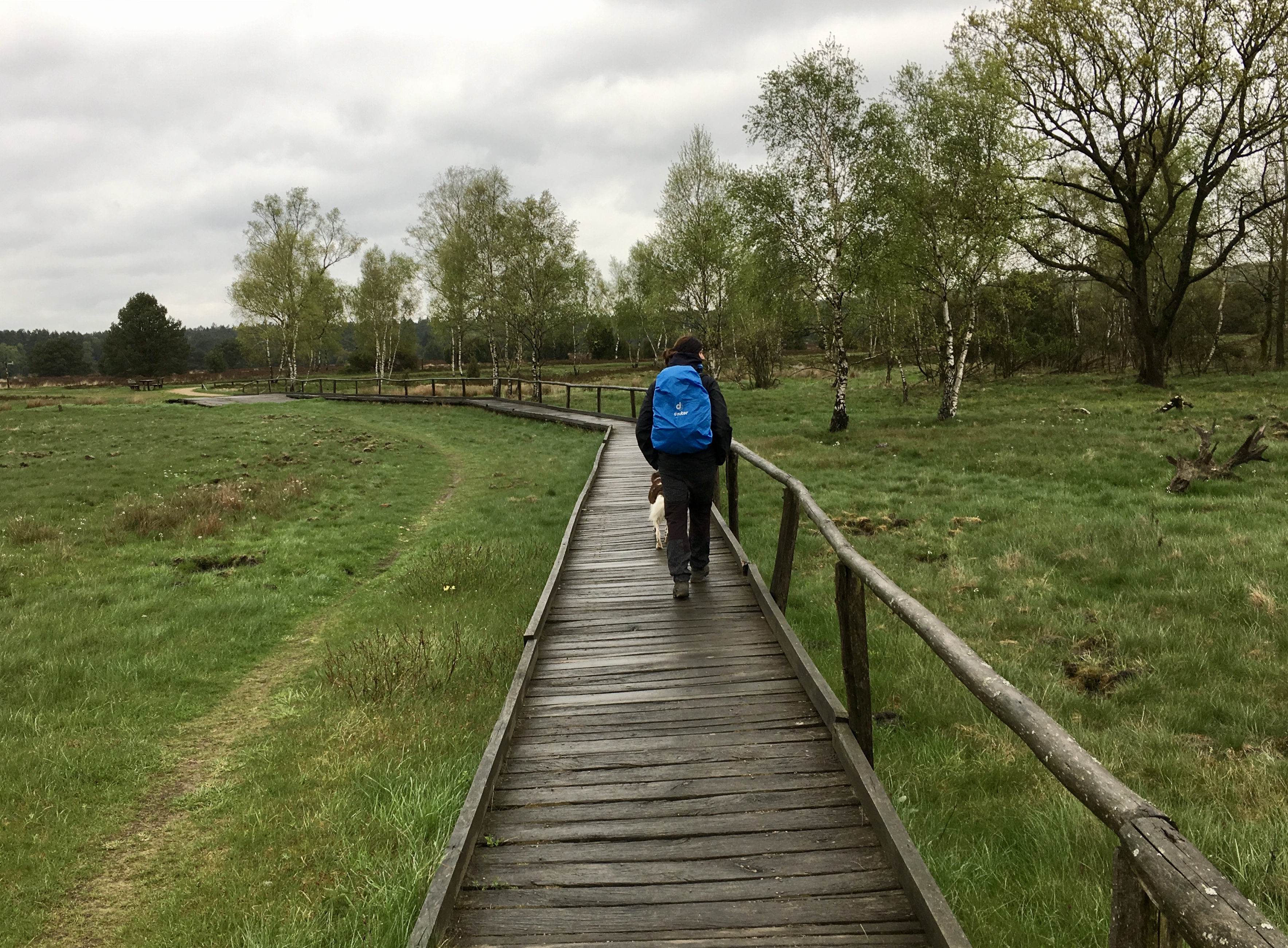 Heischnuckenweg Holzstege führen über das Moor auf dem Heidschnuckenweg