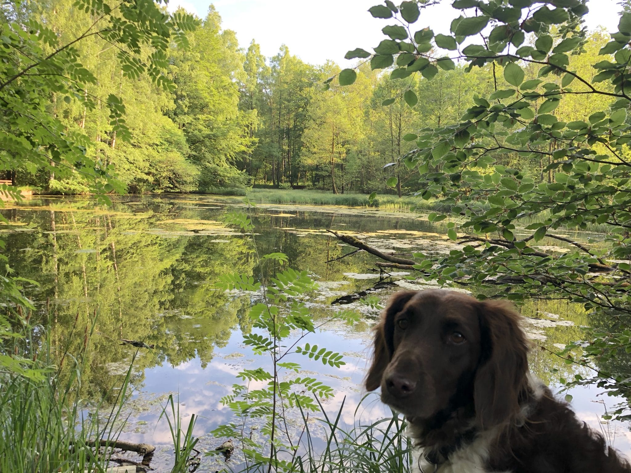 Hund am Teich im Harrz