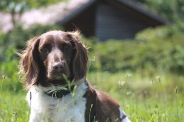 Teil 1: Wandern mit krankem Hund, oder: ein Hoch auf Lotte