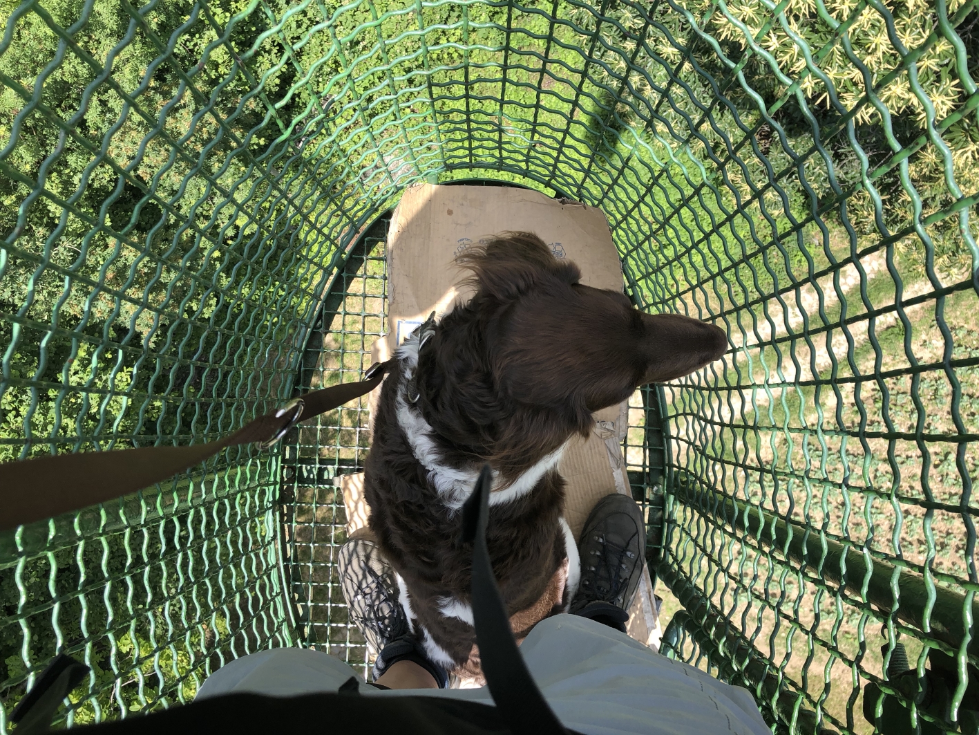 Hund im Korblift in Südtirol