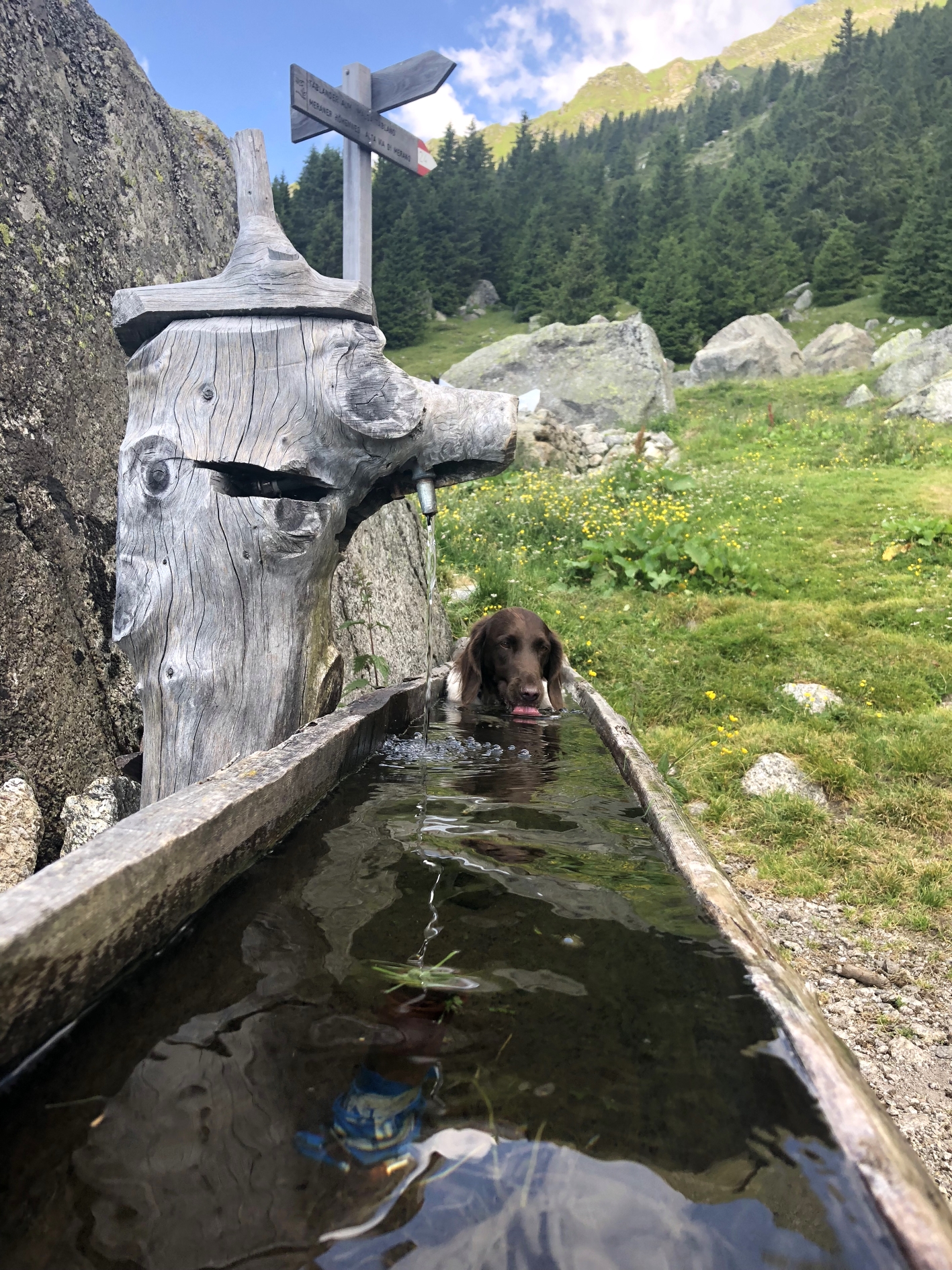 Hund in Tränke auf dem Meraner Höhenweg