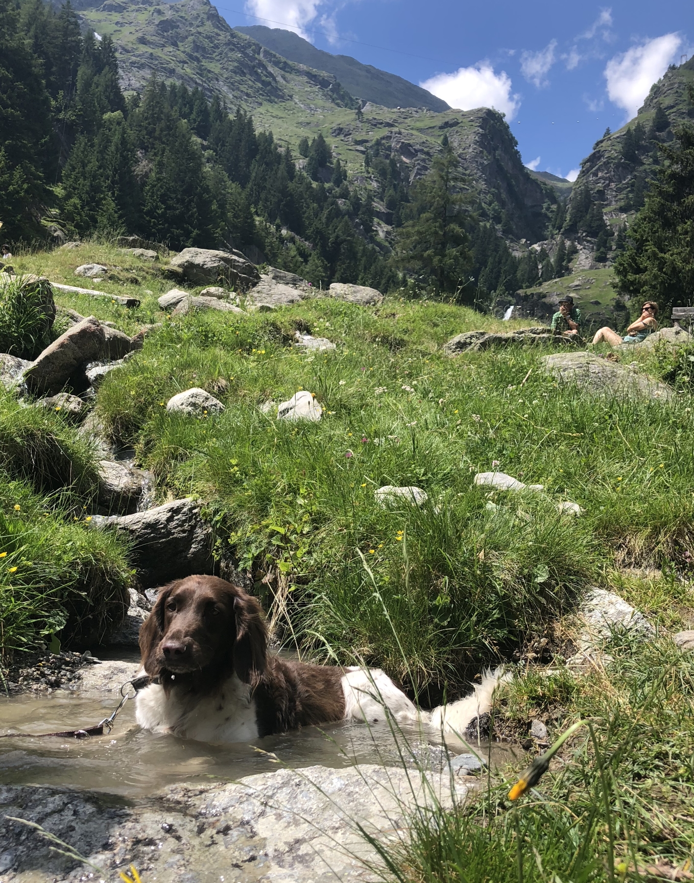 Wandern mit Hund auf dem Meraner Hlhenweg