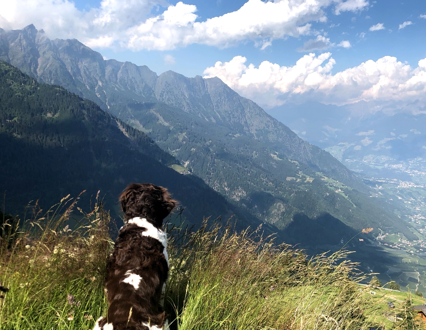 Wander mit Hund