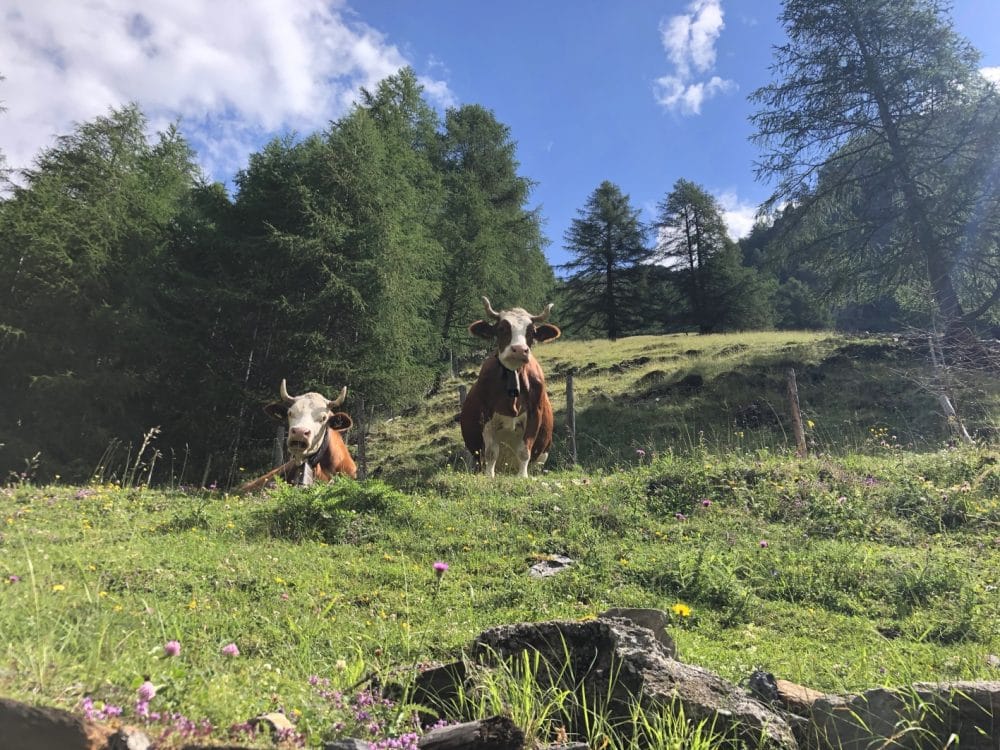 Kühe am Meraner Höhenweg