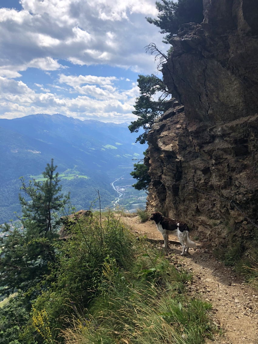 Wandern mit Hund auf dem Meraner Höhenweg