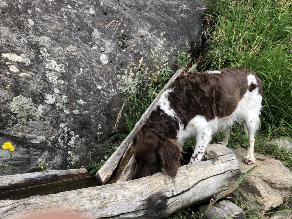 Hund beim Wandern 