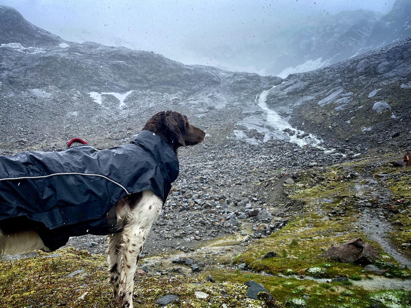 Regenmantel Hund