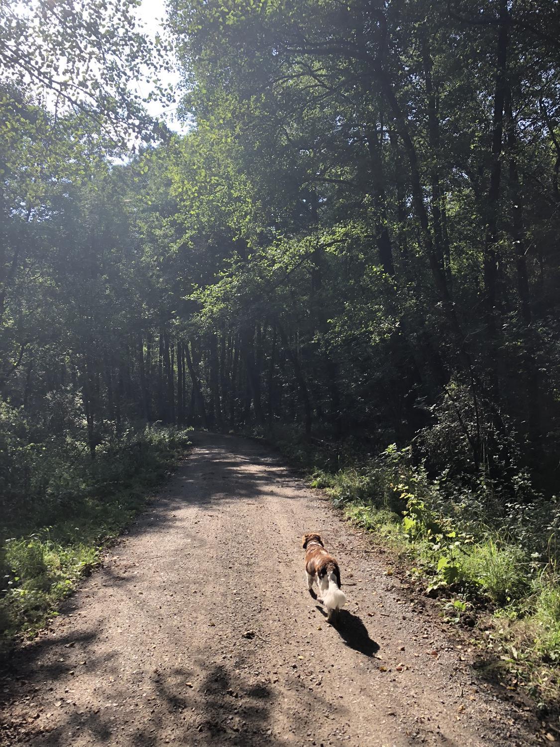 Wandern mit Hund auf dem Heidschnuckenweg