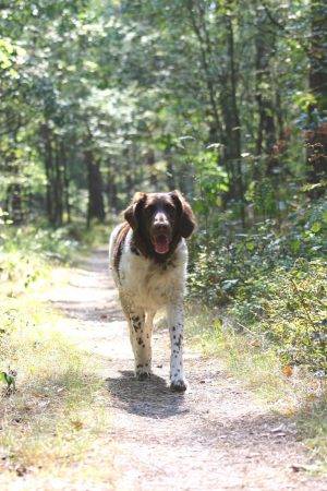 Mit Hund auf dem Heidschnuckenweg