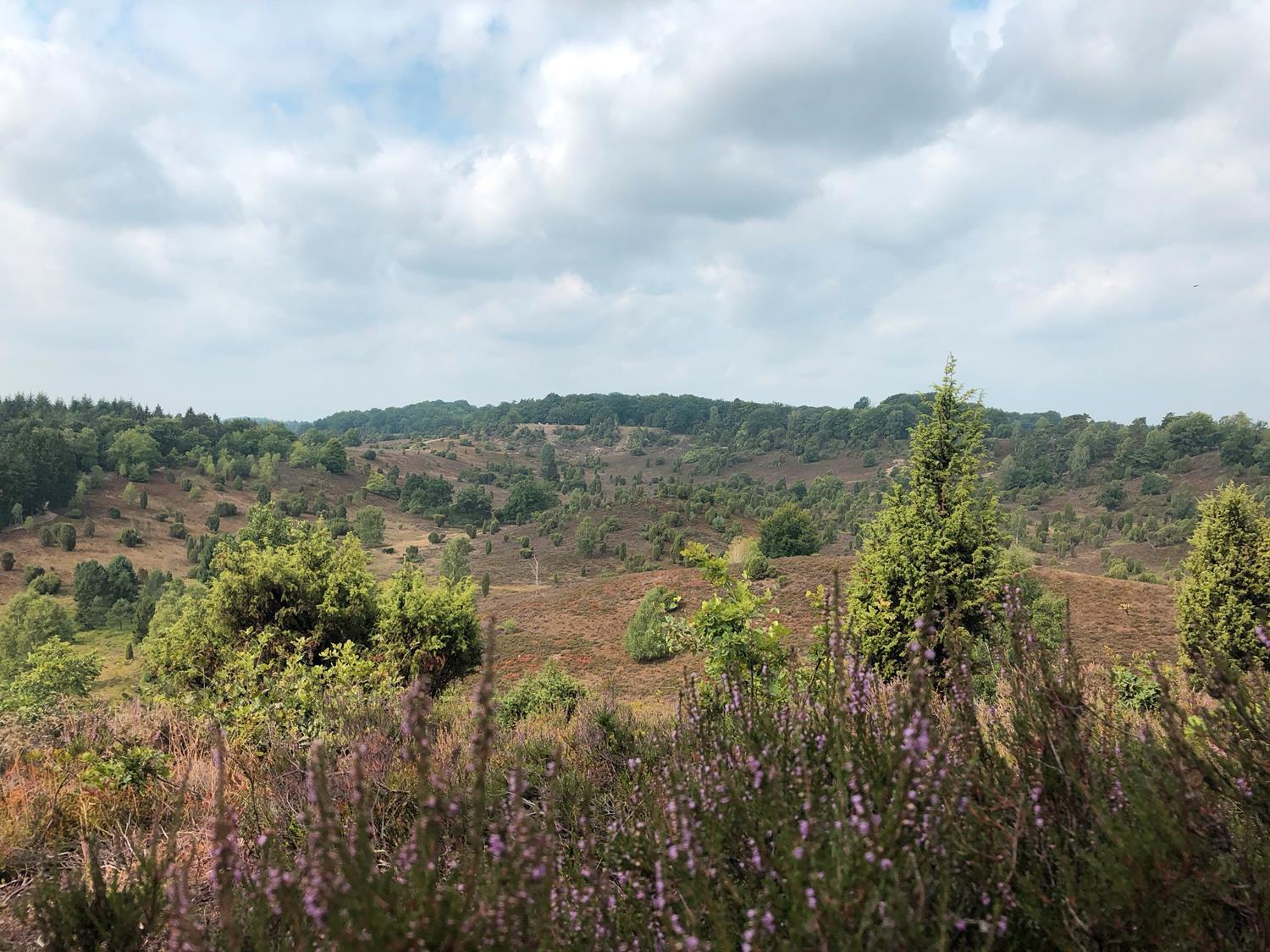 Heideblüte in der Nähe von Wilsede 