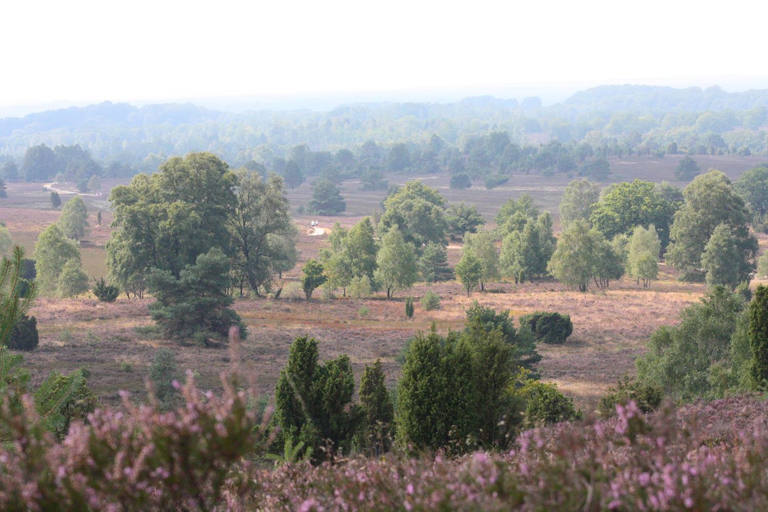 Blühende Heide im Sommer