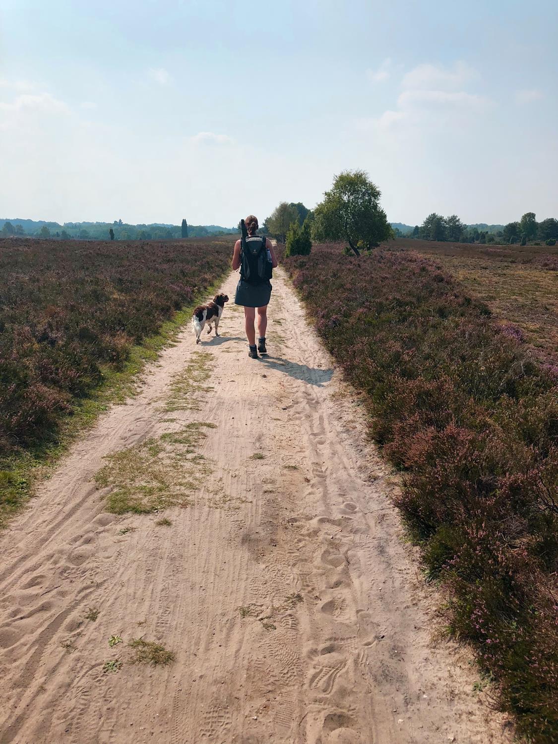 Weg mit Wander und Hund in der Lüneburger Heide