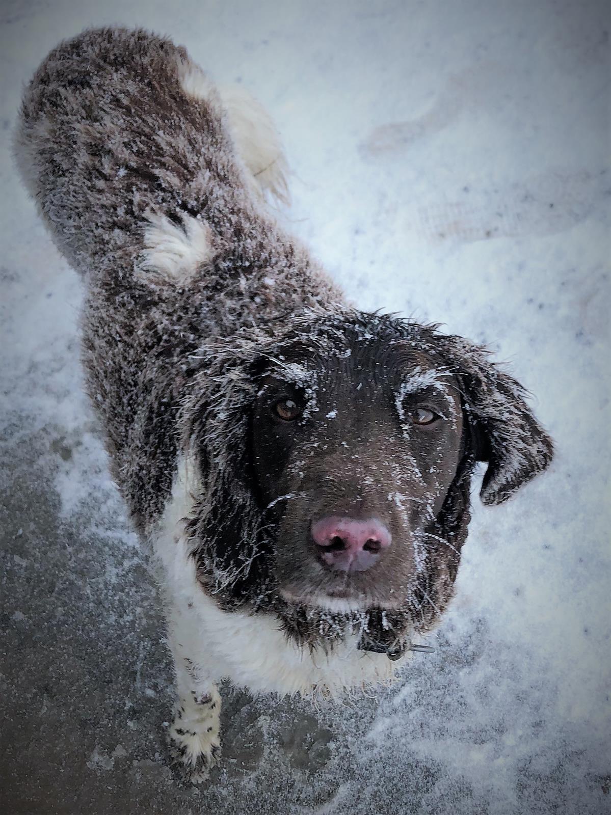 Hund auf Brocken