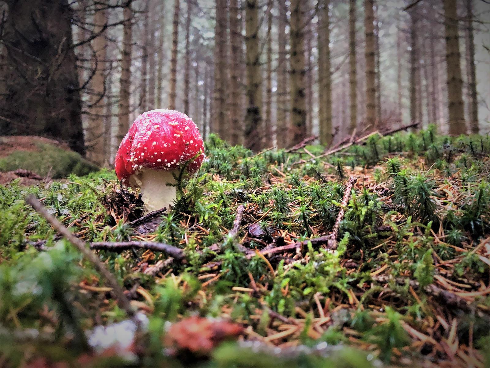 Abseits vom Wanderweg nach Schierke