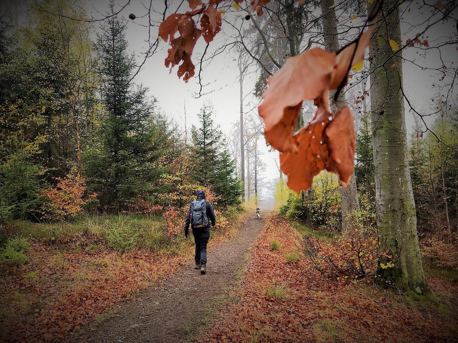 In der Nähe von Schierke / Elend