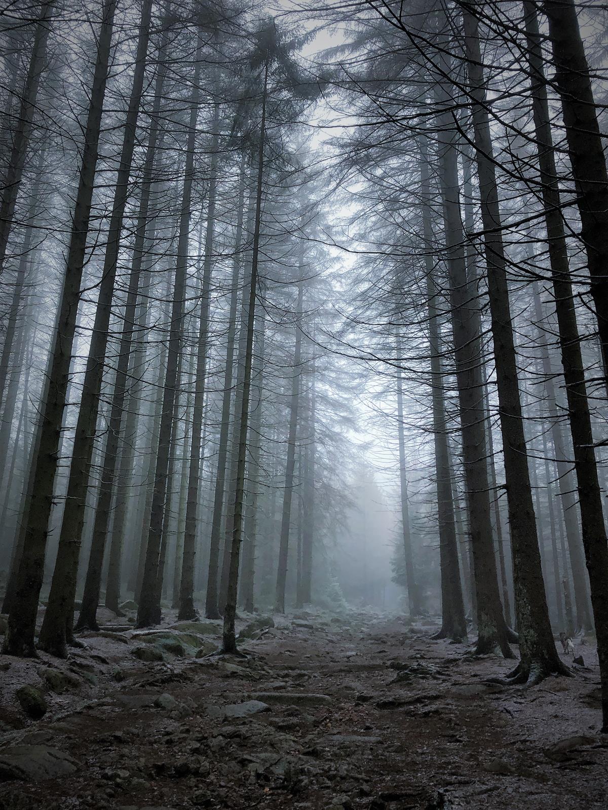 Nebelwald im Harz