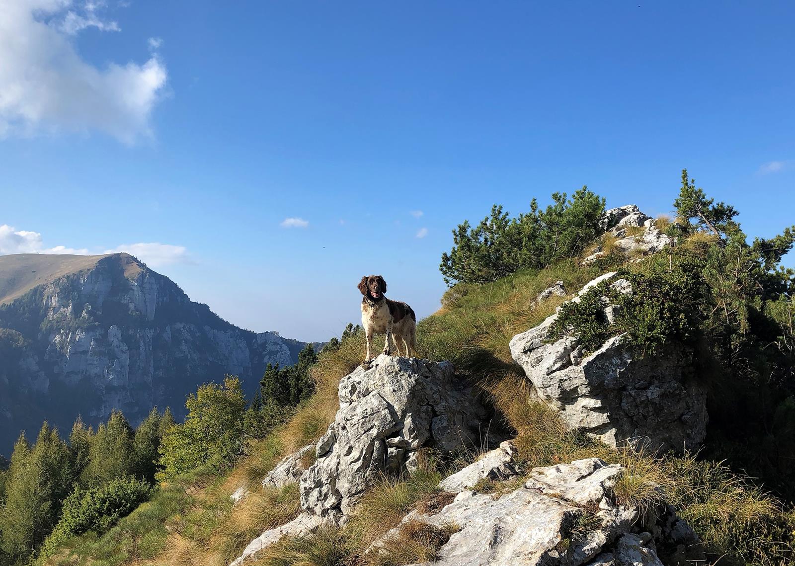 Trittsicherheit und Schwindelfreiheit Wandern mit Hund