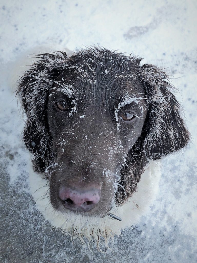 Kalter Hund