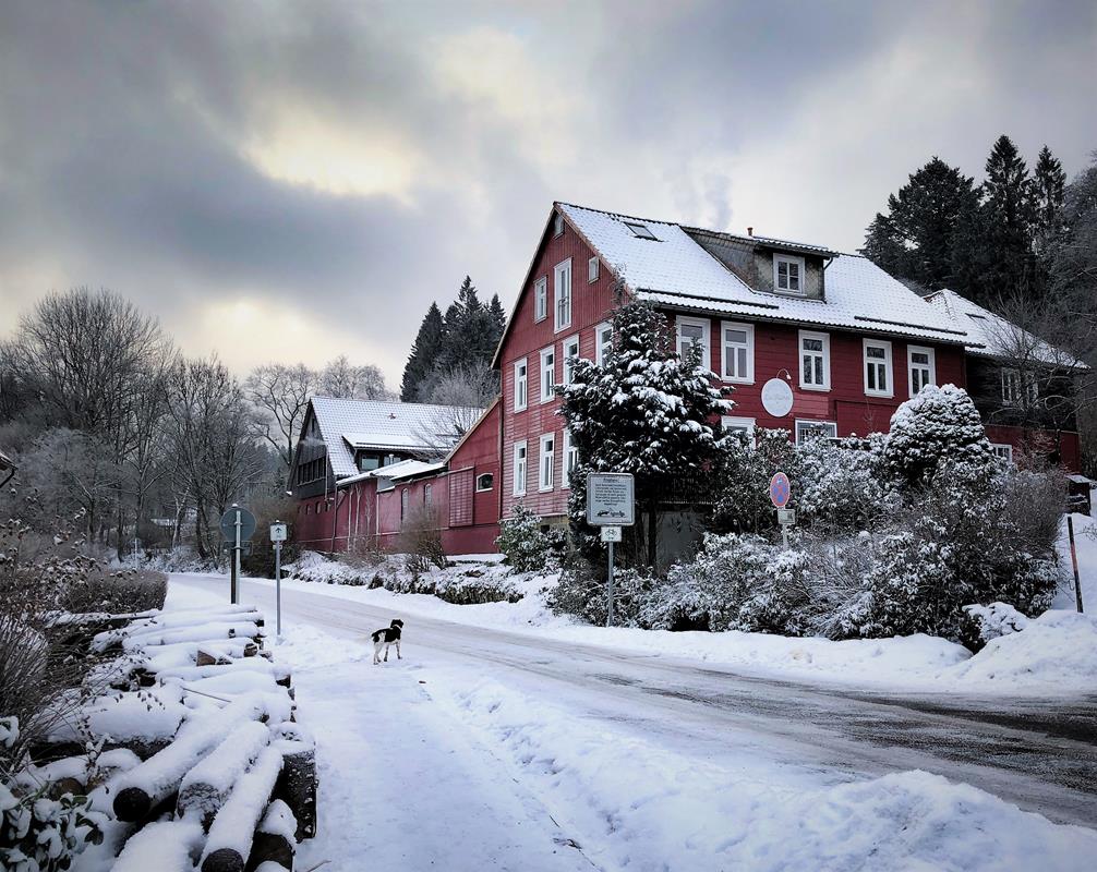 Buntenbock im Winter