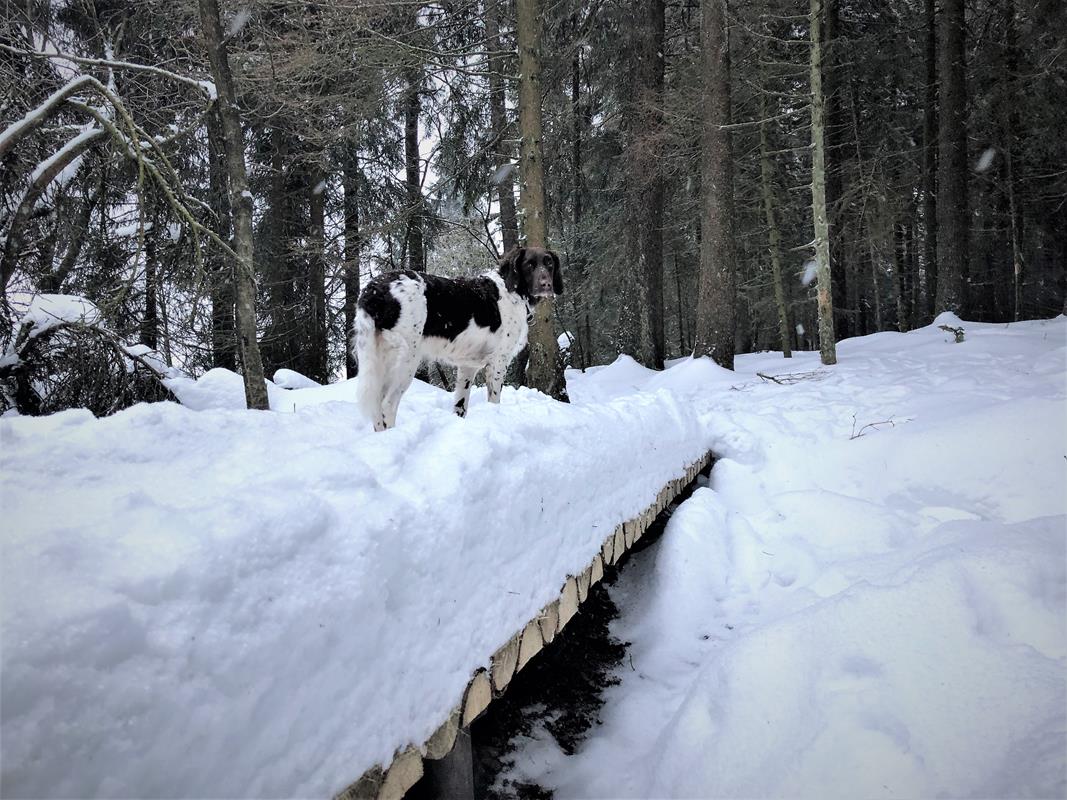 Hund im Schnee