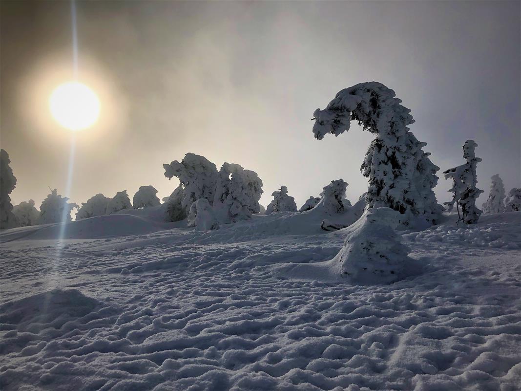 Krüppelkiefern Brocken 