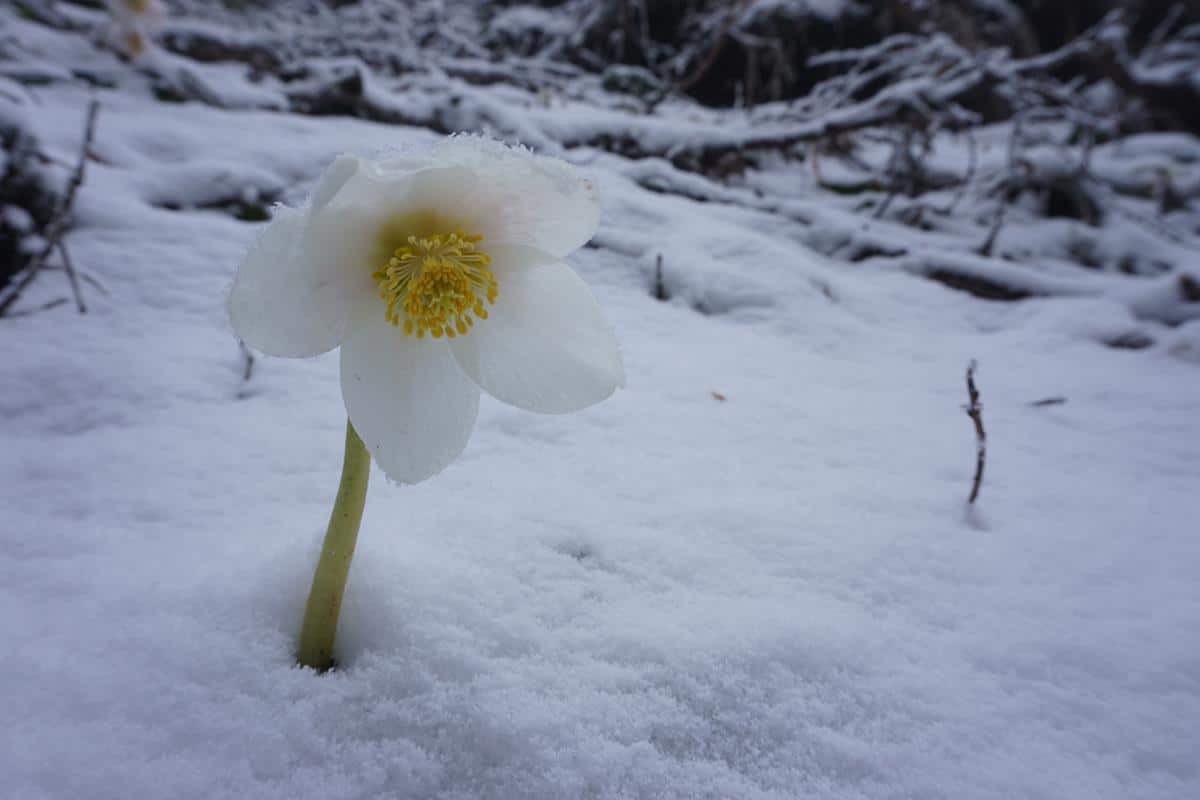 Winter im Frühling