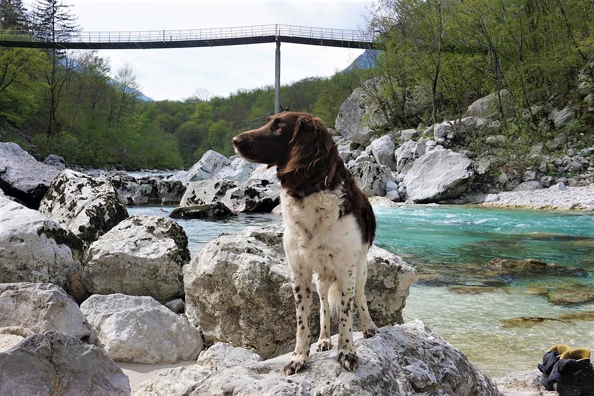 Wandern mit Hund