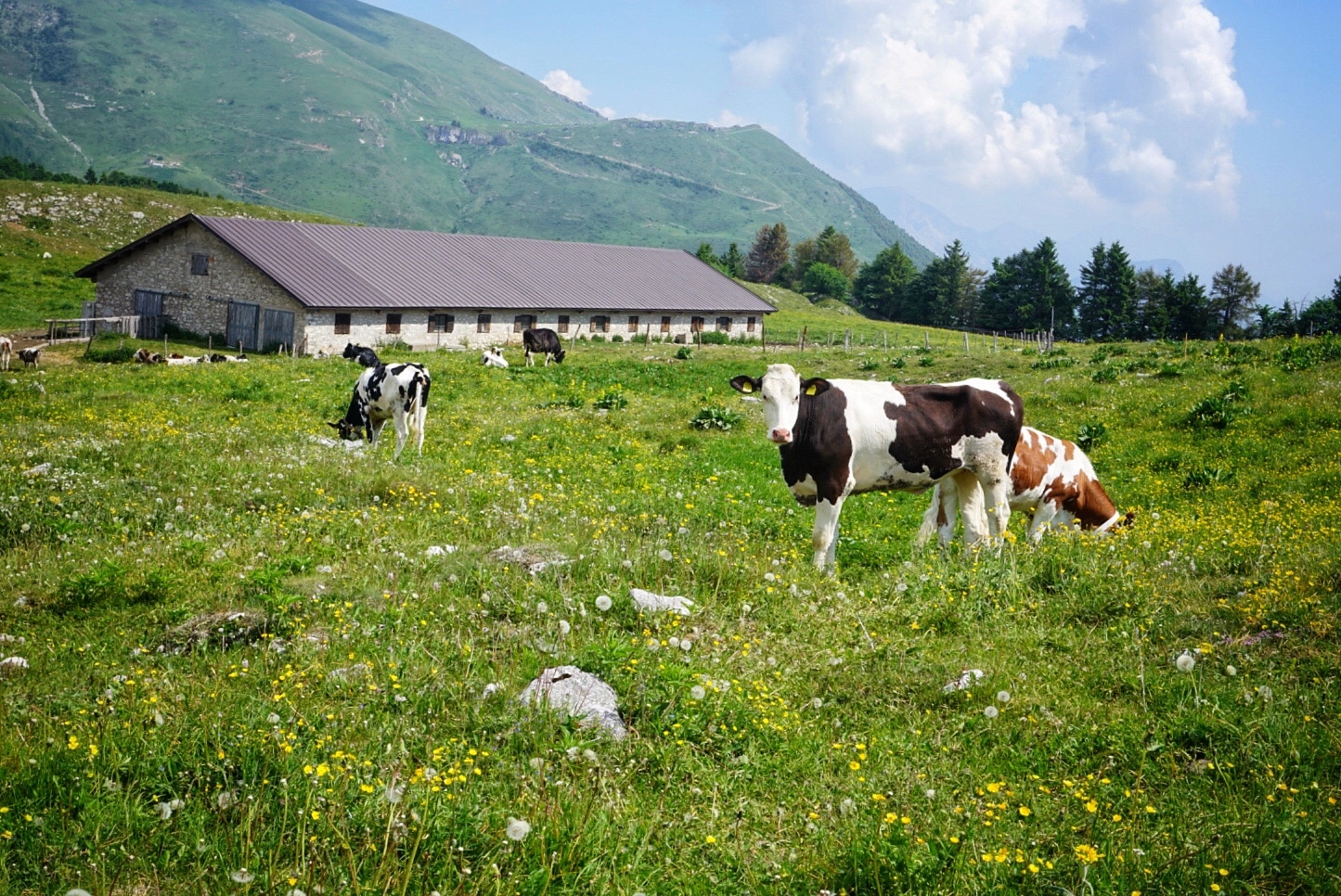 Kühe auf der Alm