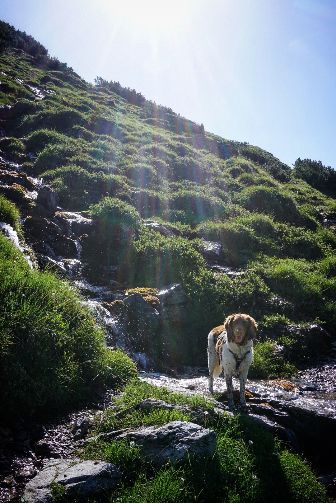 Hund in den Bergen