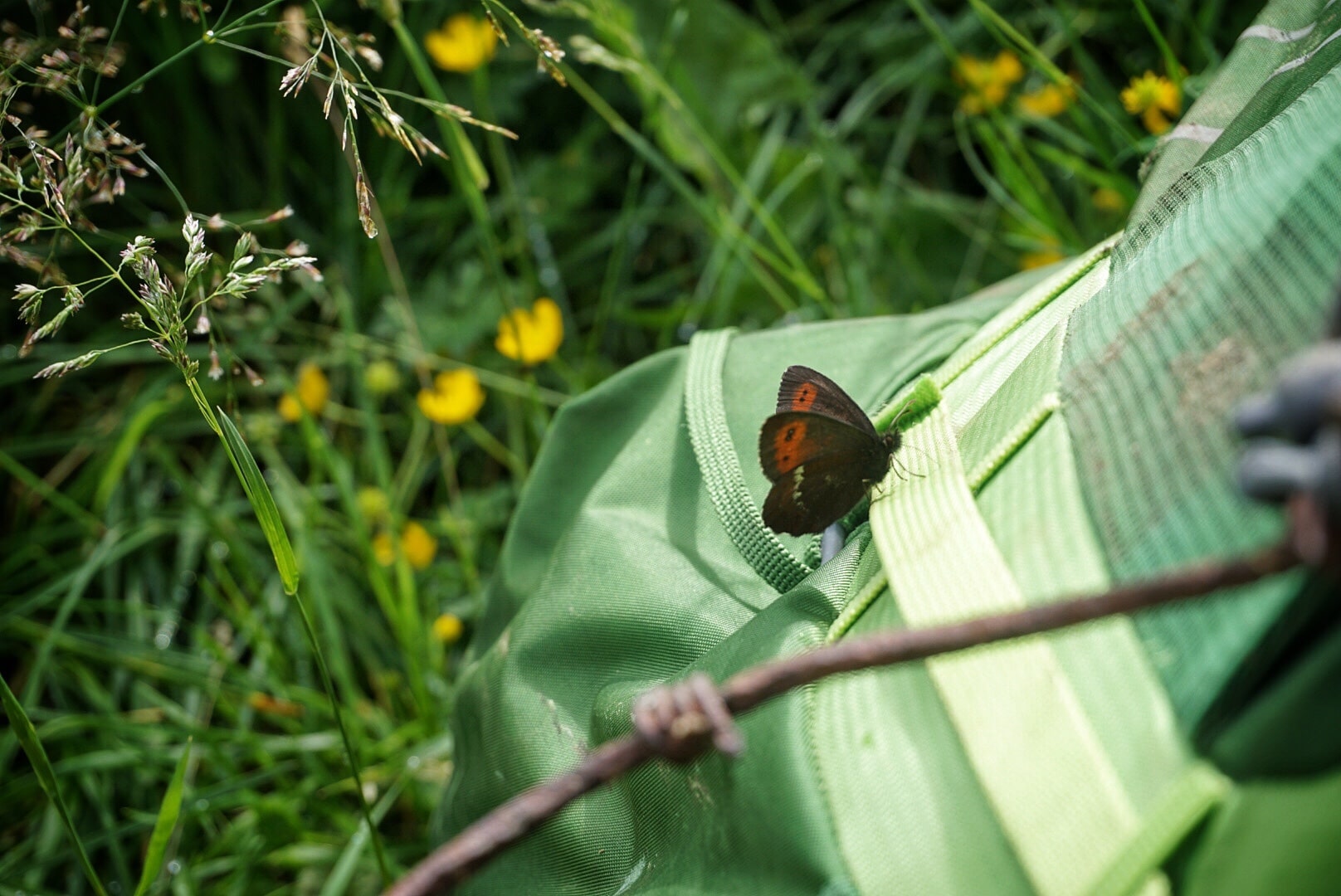 Schmetterling 