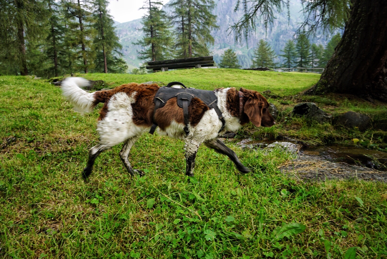 Picknickplatz in den Fleimstaler Alpen