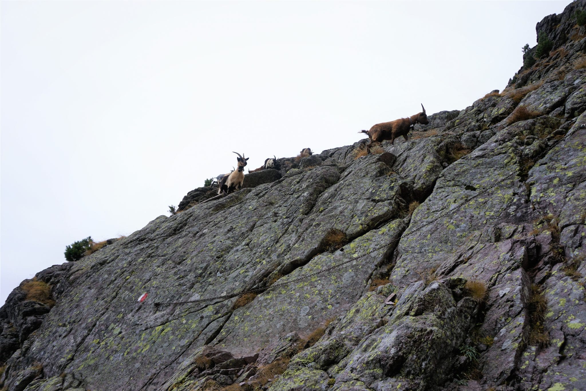 Bergziegen in der Kletterstelle