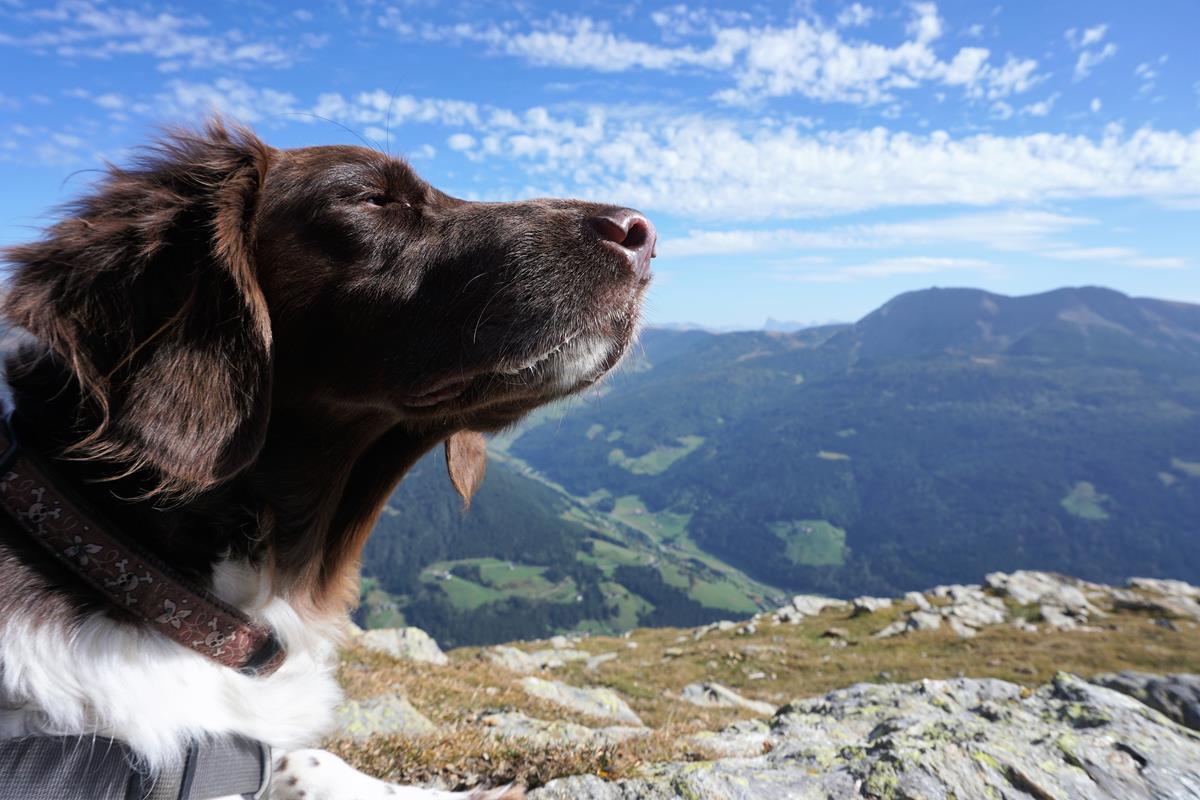 Hüttentour mit Hund