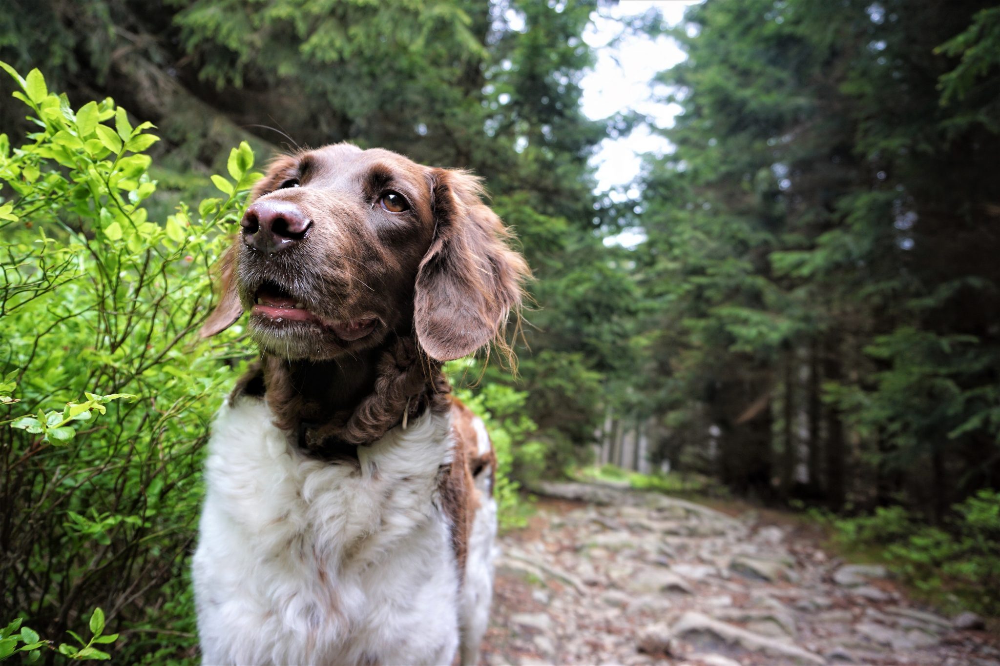 Hund im Harz