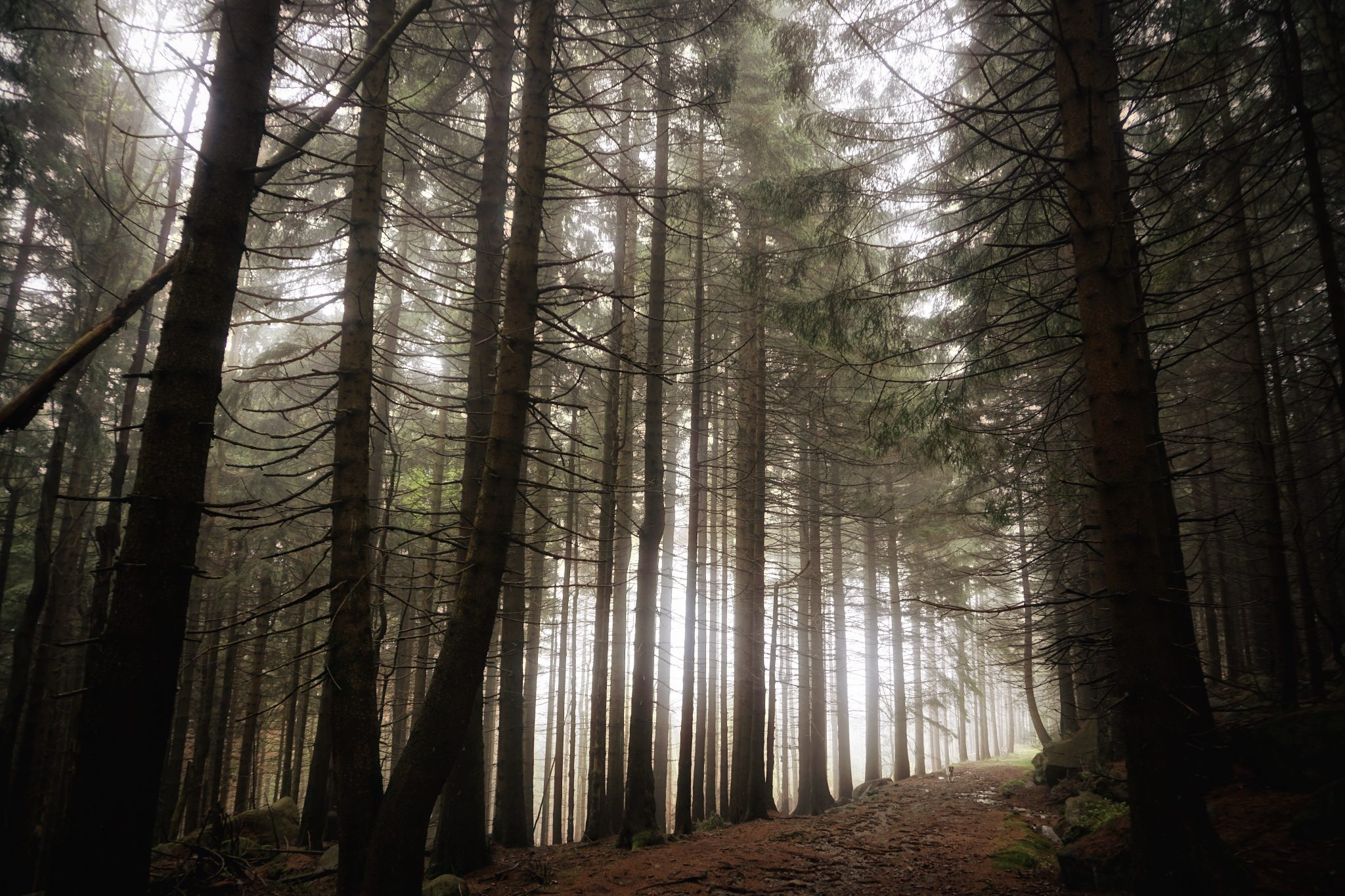 mystischer Harz