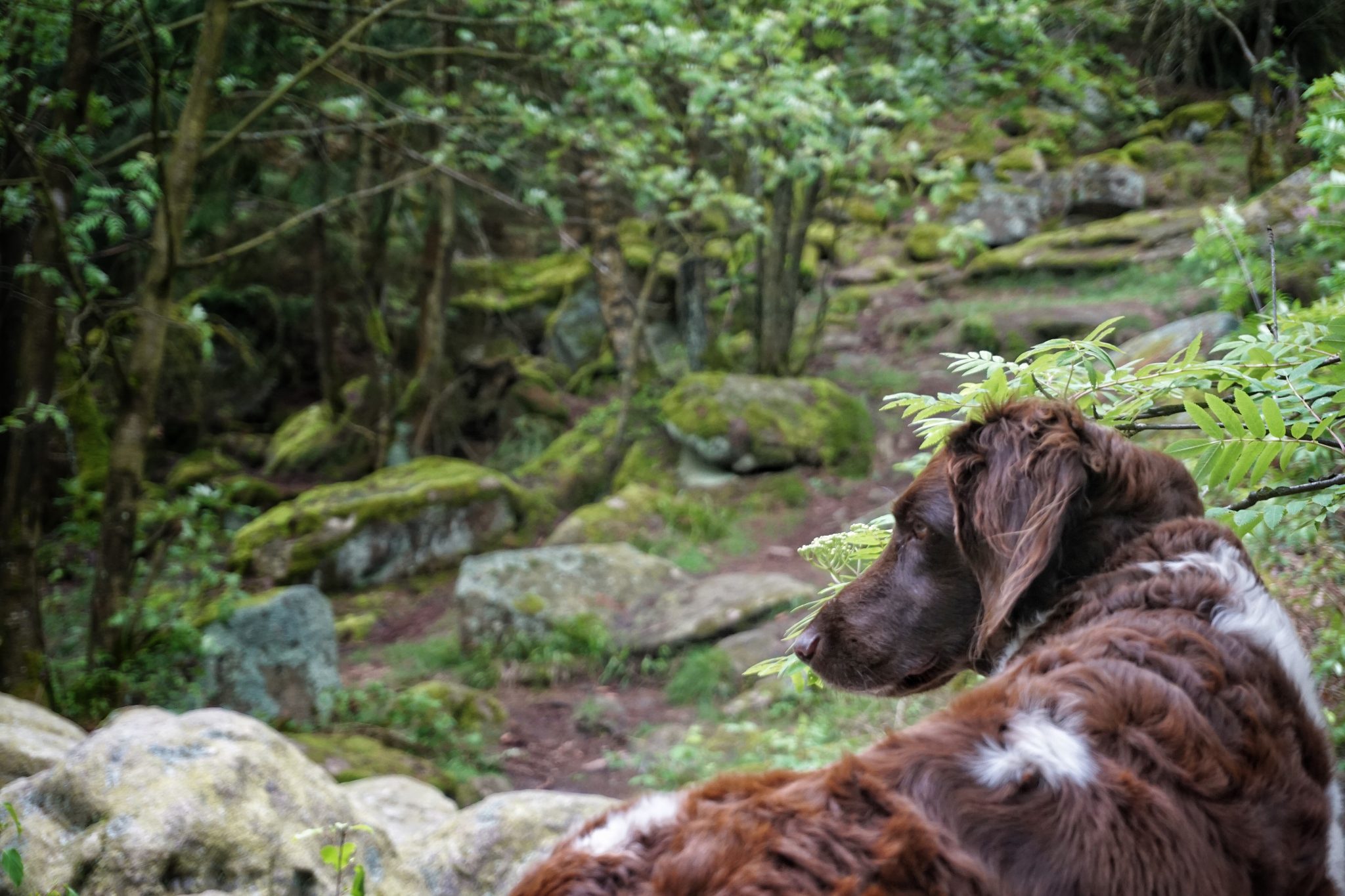 Harz hund