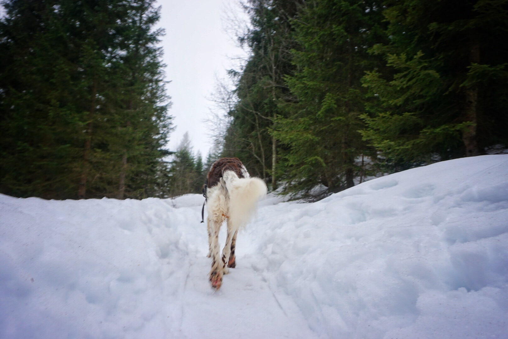 Wandern mit Hund