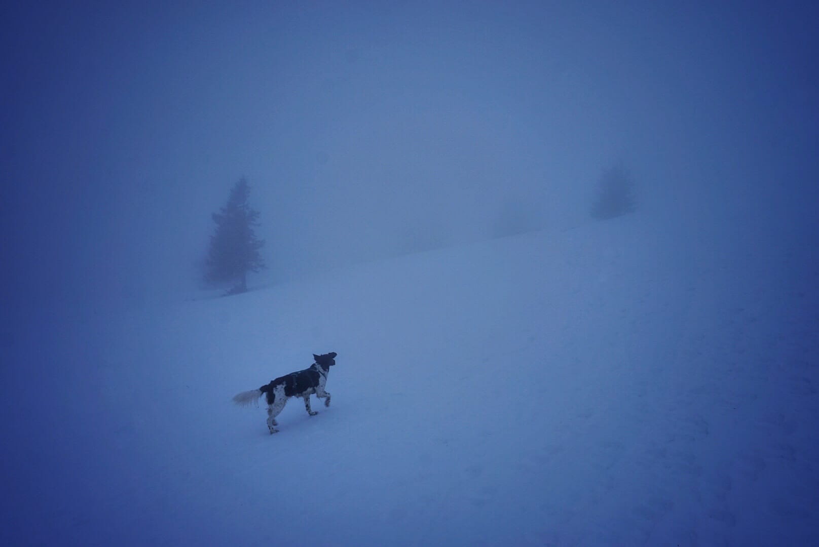 Hund im Nebel