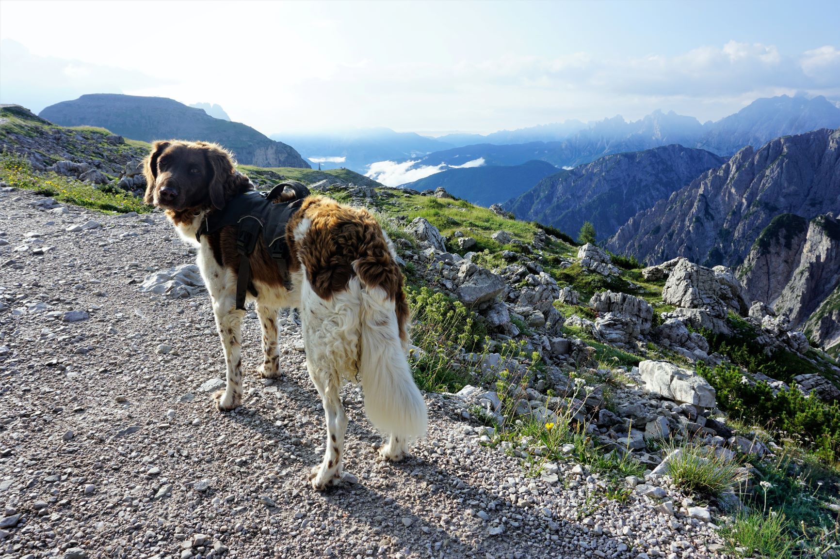 Hund in den Alpen 
